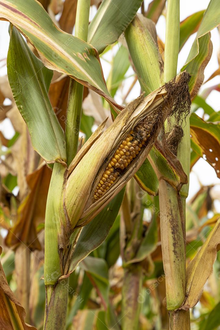 Plantaçao de milho agropecuaria fazenda