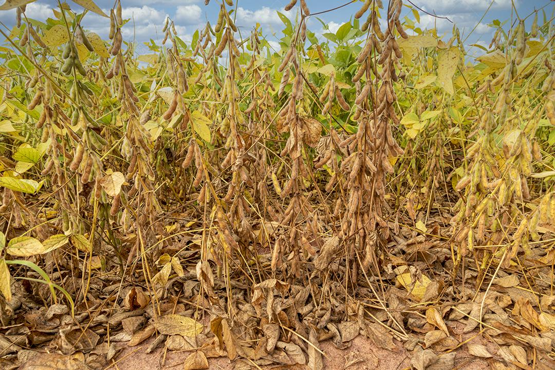Plantação de soja com grãos secos, prontos para colheita