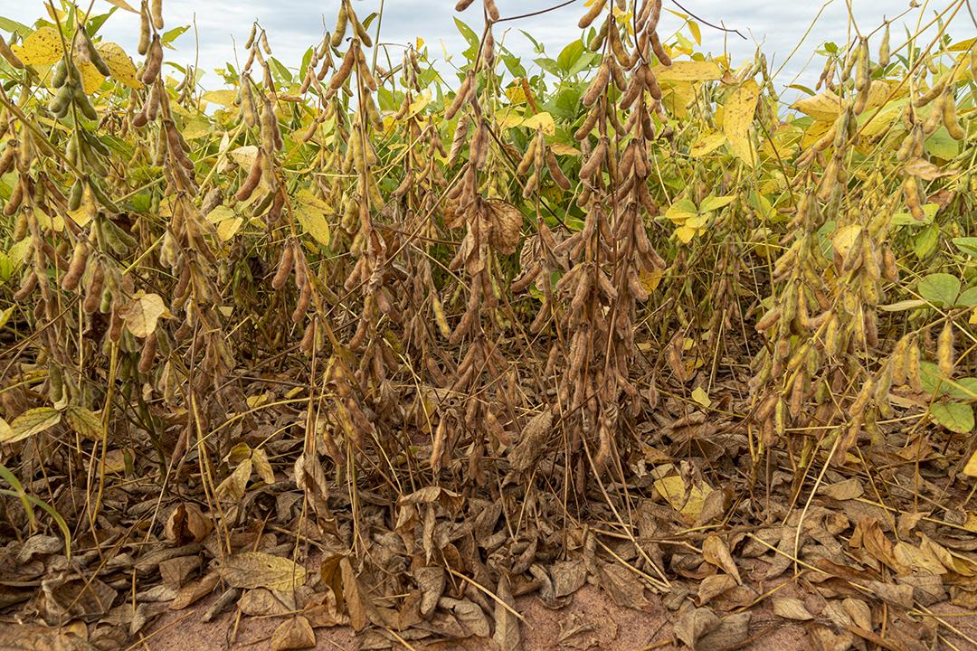 Plantação de soja com grãos secos, prontos para colheita