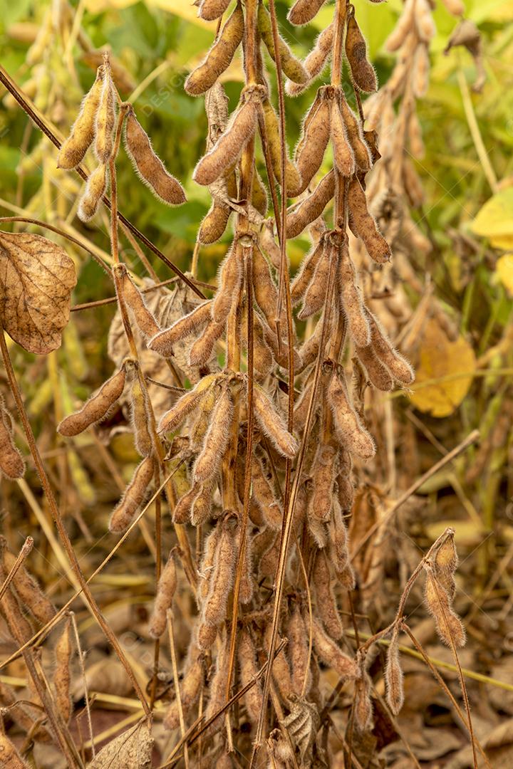 Plantação de soja com grãos secos, prontos para colheita