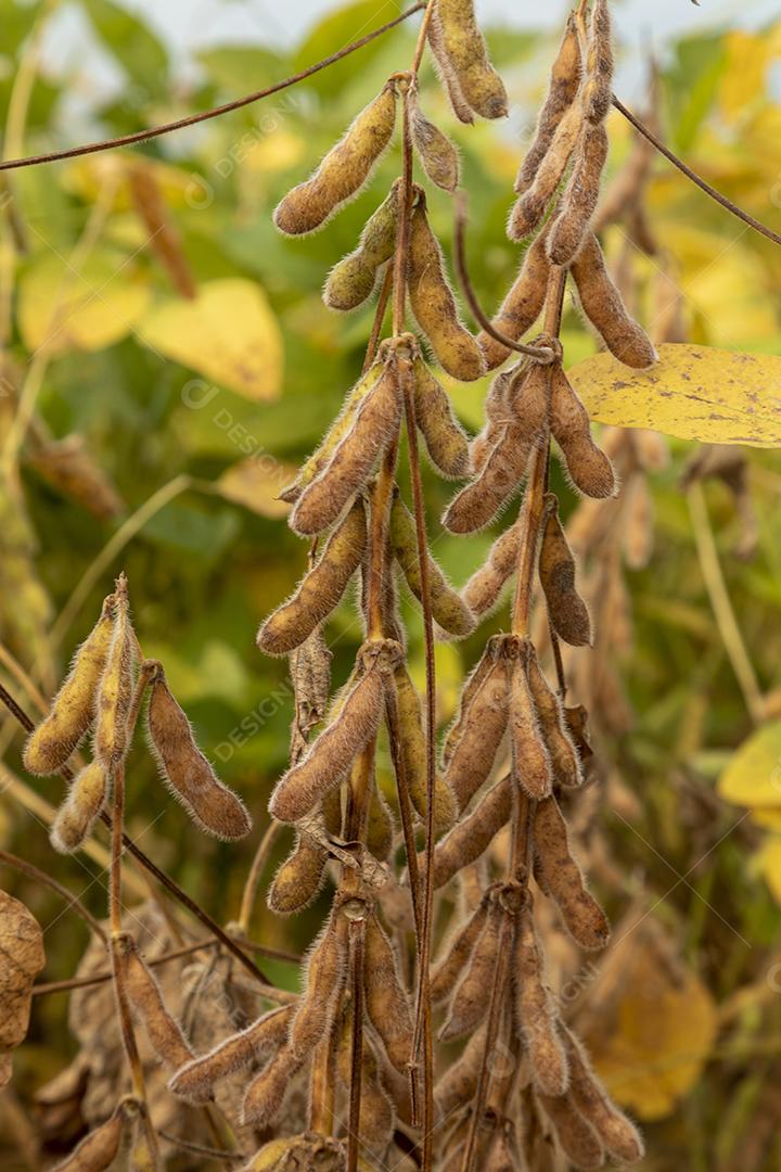 Plantação de soja com grãos secos, prontos para colheita