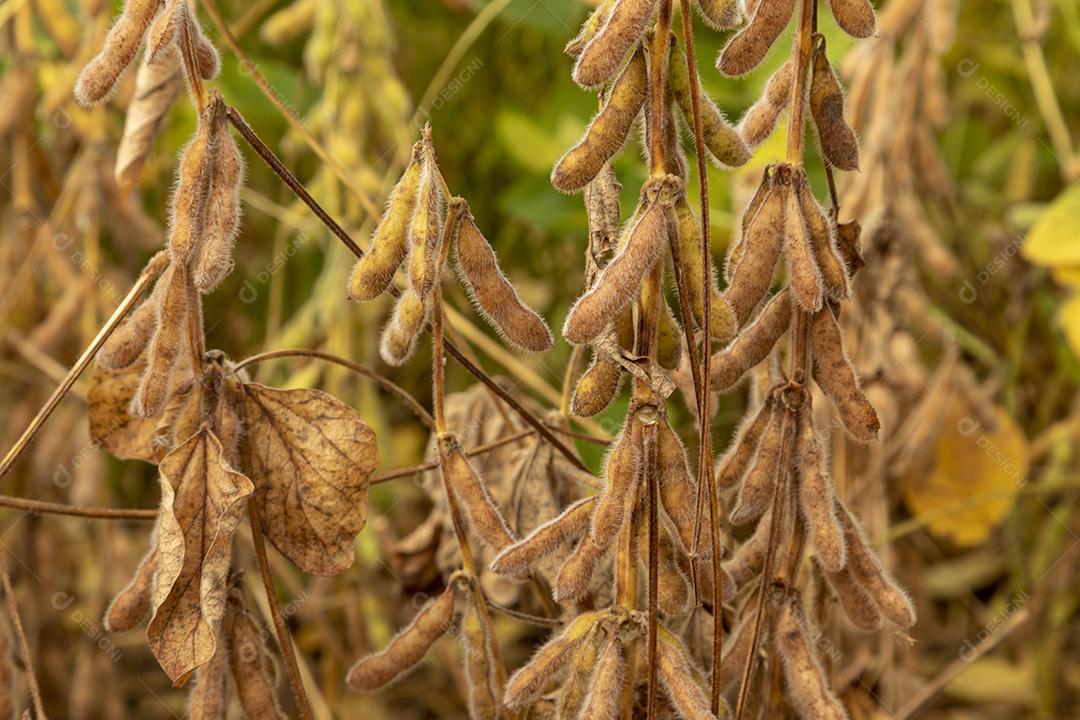 Plantação de soja com grãos secos, prontos para colheita