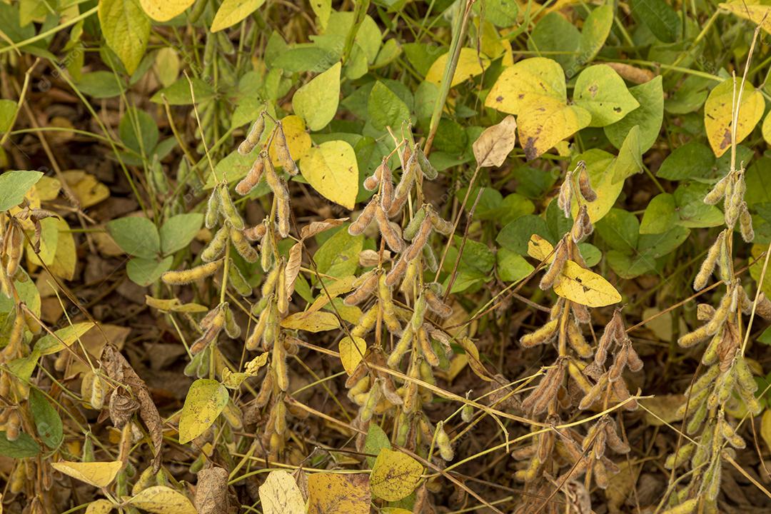 Plantação de soja com grãos secos, prontos para colheita