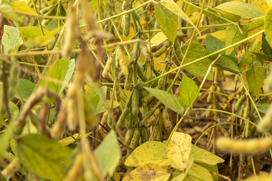 Plantação de soja com grãos secos, prontos para colheita