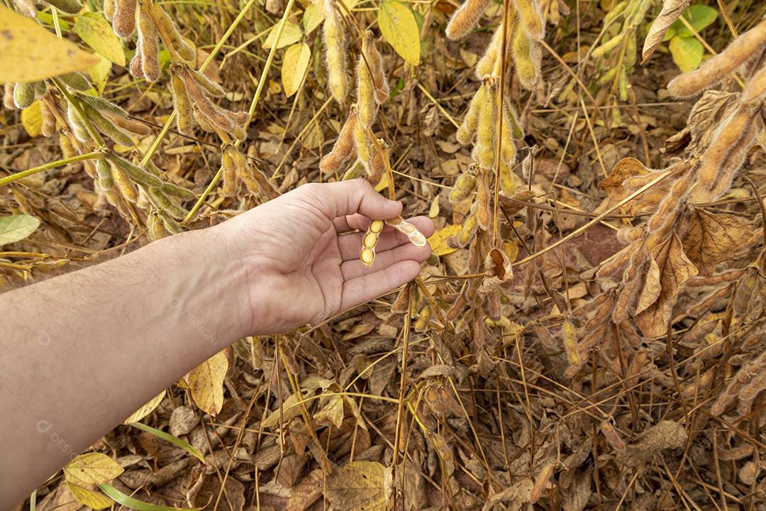 Plantação de soja com grãos secos, prontos para colheita