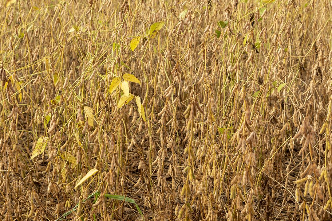 Plantação de soja com grãos secos, prontos para colheita