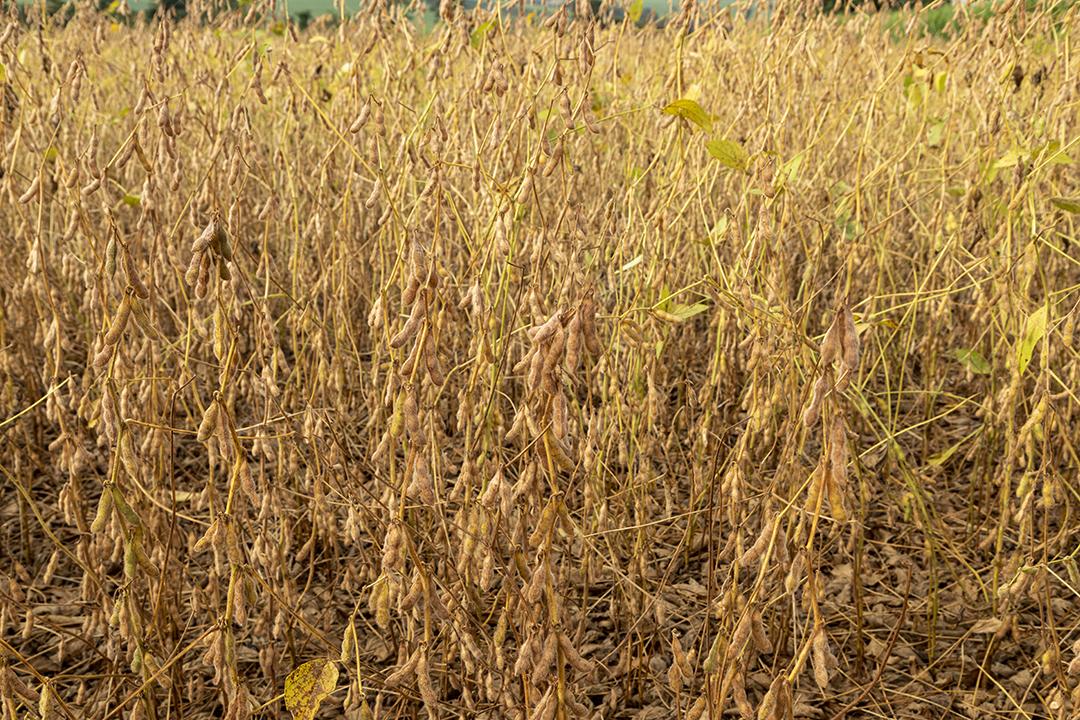 Plantação de soja com grãos secos, prontos para colheita