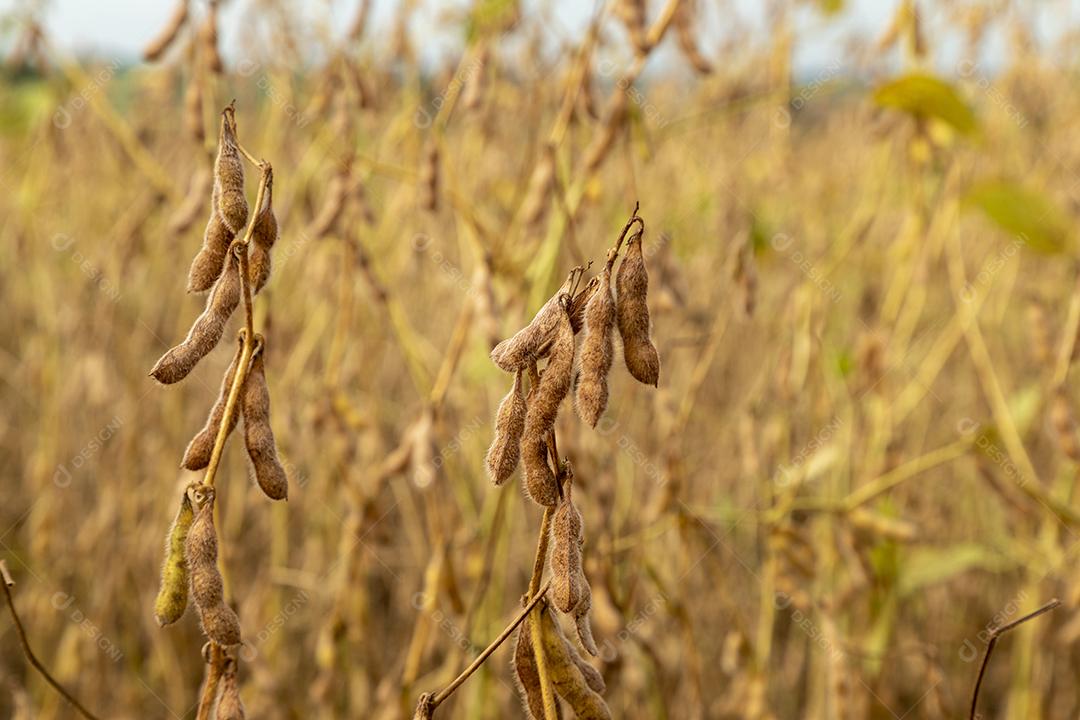 Plantação de soja com grãos secos, prontos para colheita