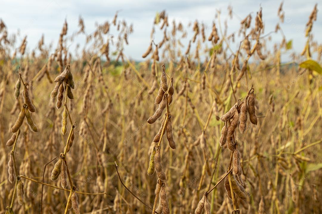 Plantação de soja com grãos secos, prontos para colheita