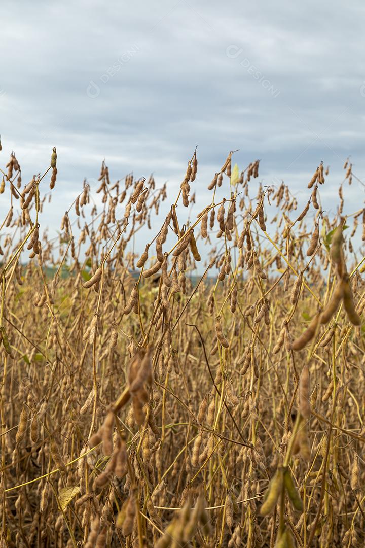 Plantação de soja com grãos secos, prontos para colheita