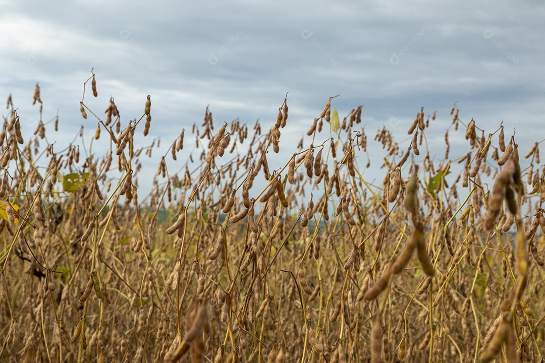 Plantação de soja com grãos secos, prontos para colheita