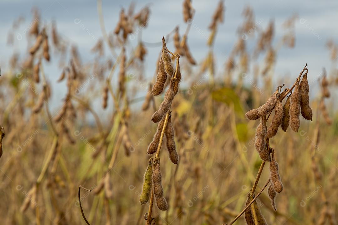 Plantação de soja com grãos secos, prontos para colheita