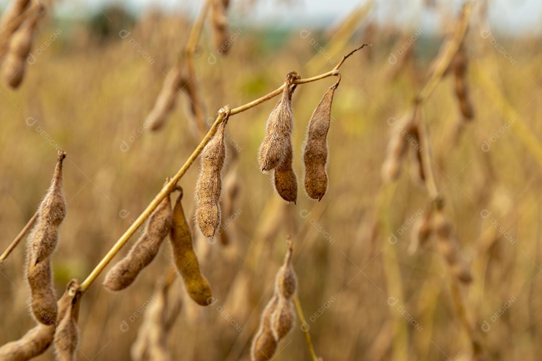 Plantação de soja com grãos secos, prontos para colheita