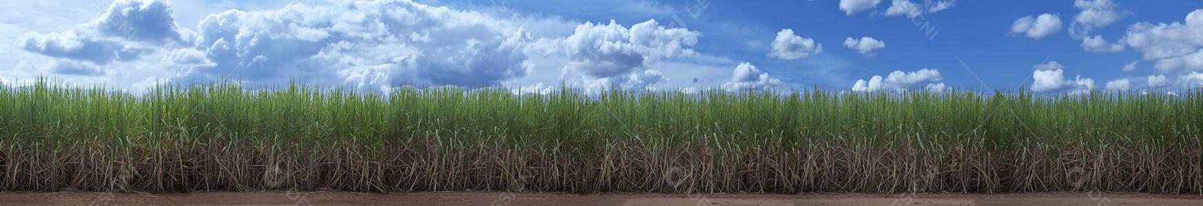 Campo de cana-de-açúcar com céu azul. A cana-de-açúcar