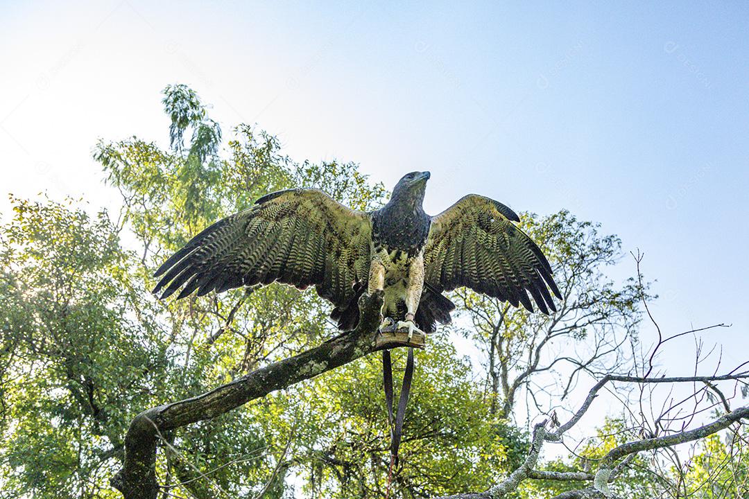 Homem segurando uma aguia passaro aves