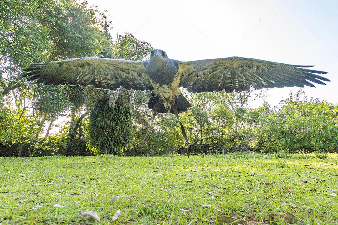 Homem segurando uma aguia passaro aves