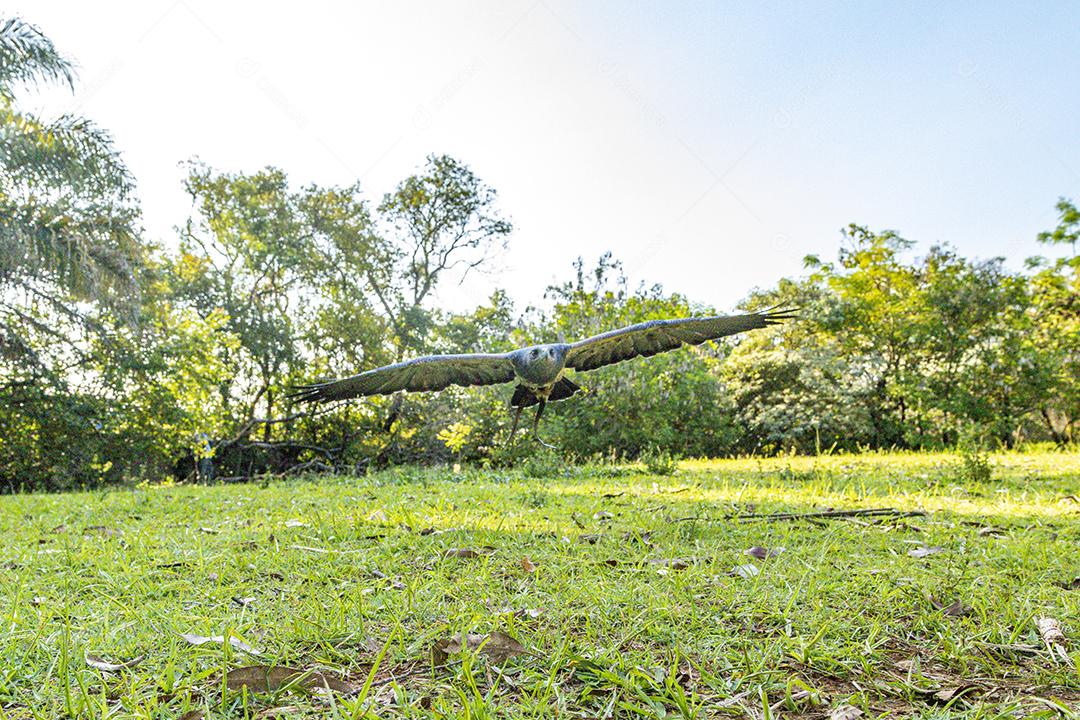 Aguia sobre voando pelo campo passaro aves