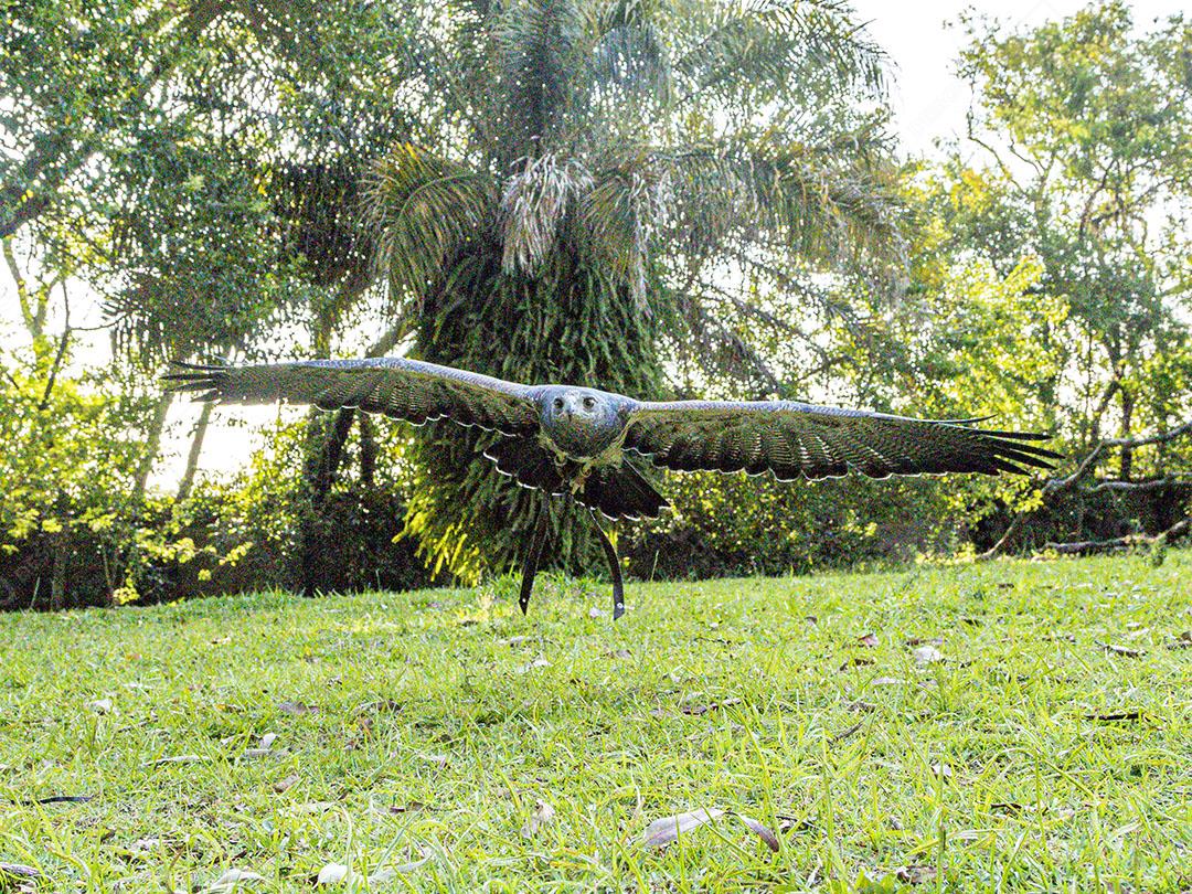 Aguia sobre voando pelo campo passaro aves