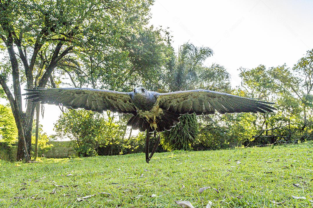 Aguia sobre voando pelo campo passaro aves