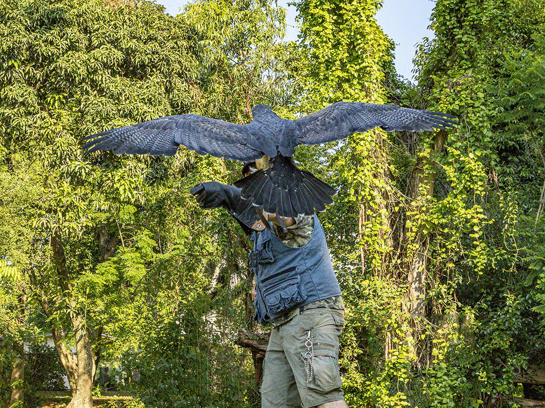 Aguia sobre voando pelo campo passaro aves