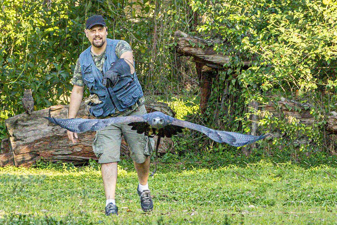 Aguia sobre voando pelo campo passaro aves