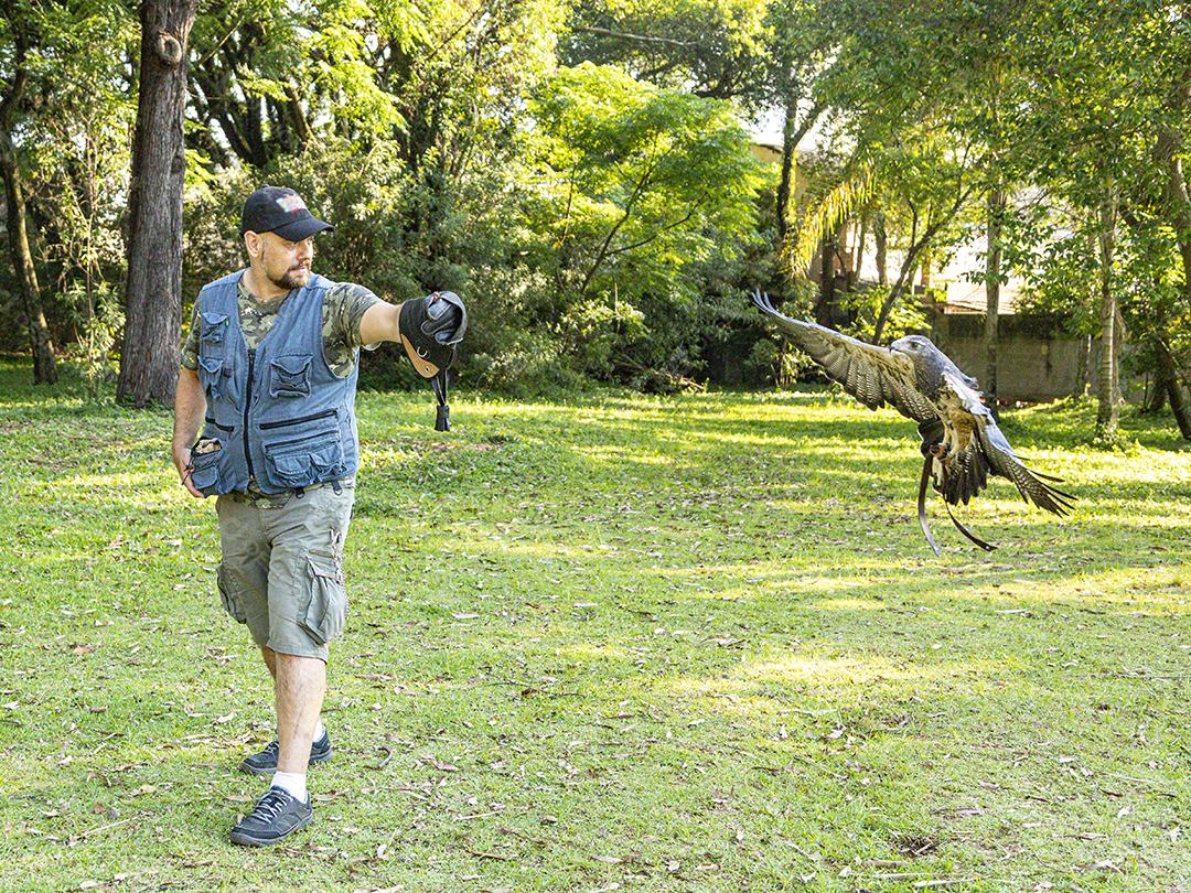 Aguia sobre voando pelo campo passaro aves