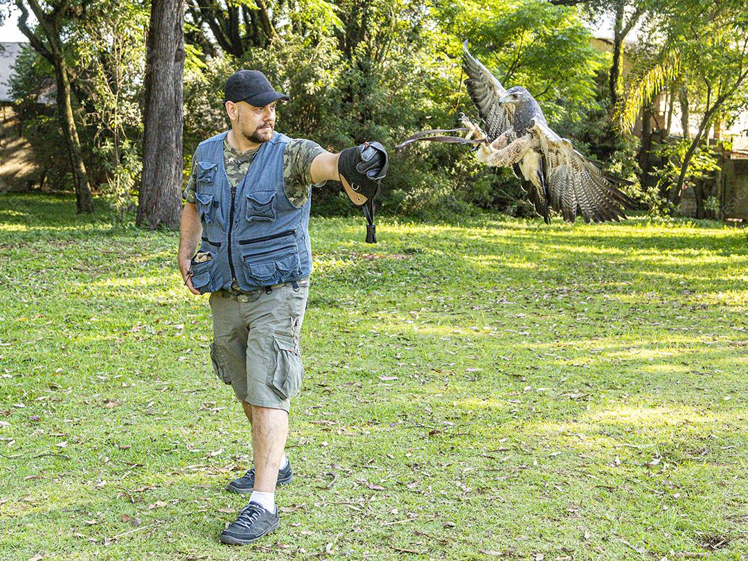 Aguia sobre voando pelo campo passaro aves