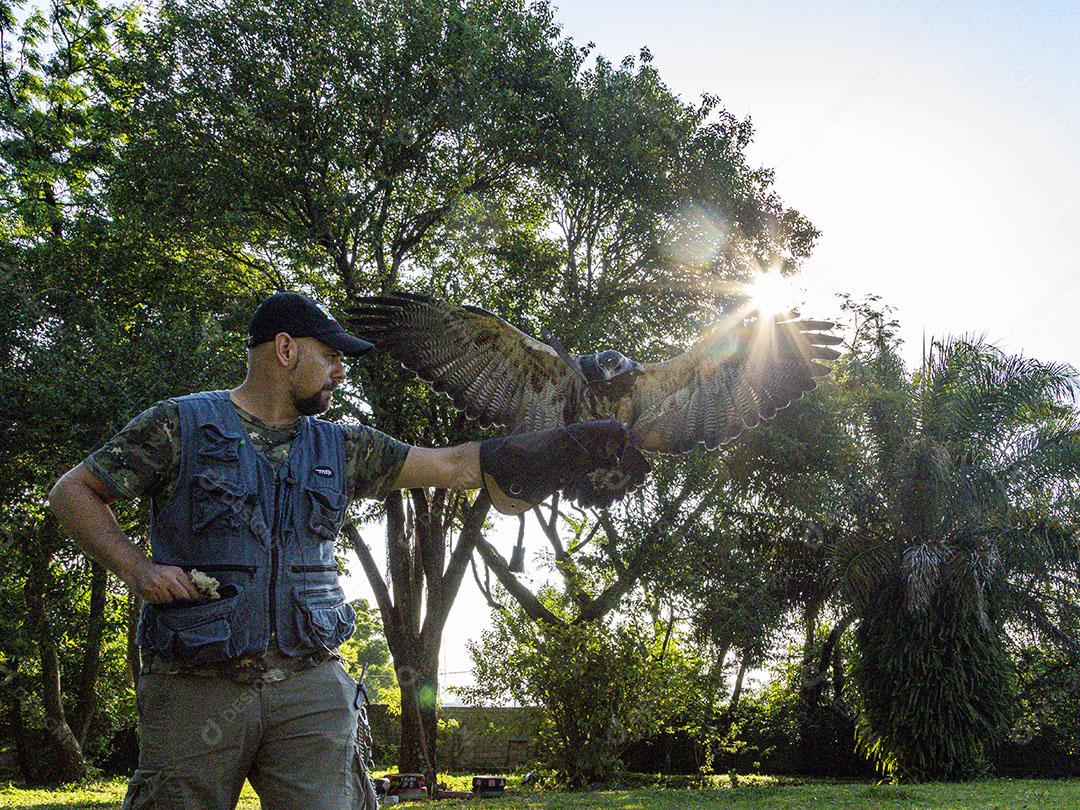 Aguia sobre voando pelo campo passaro aves