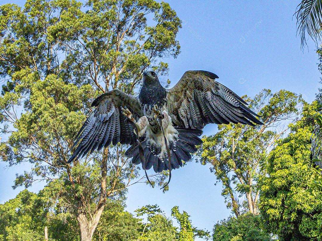 Aguia sobre voando pelo campo passaro aves