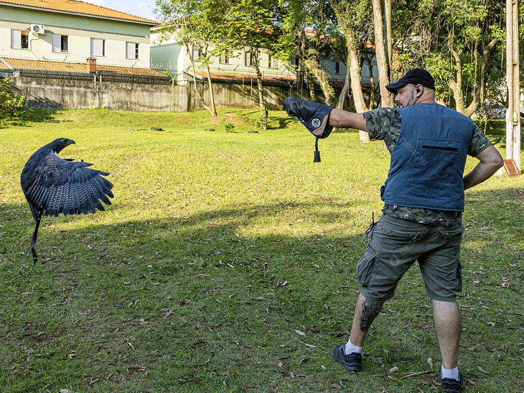 Aguia sobre voando pelo campo passaro aves