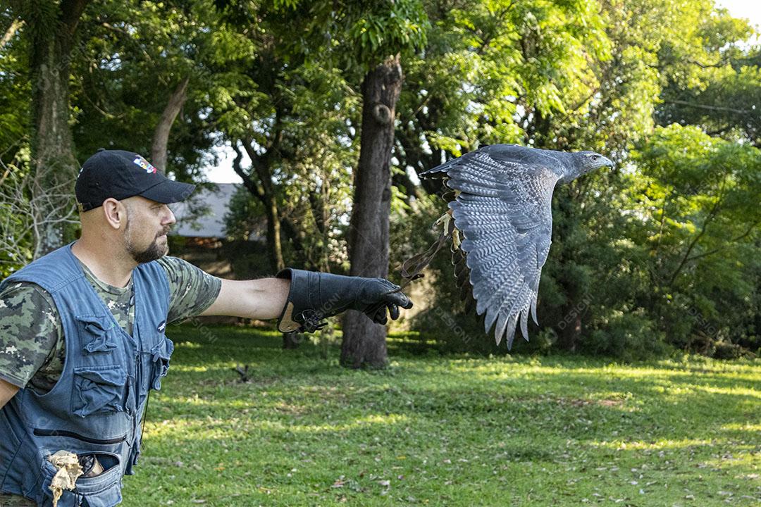 Aguia sobre voando pelo campo passaro aves
