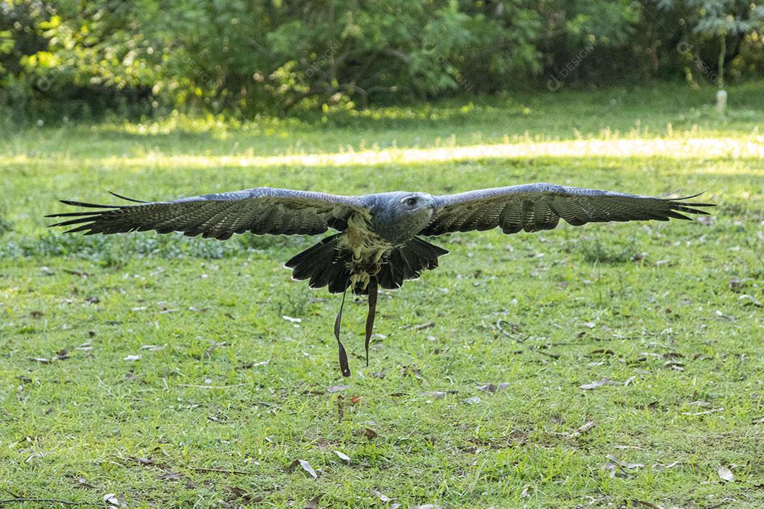 Aguia sobre voando pelo campo passaro aves