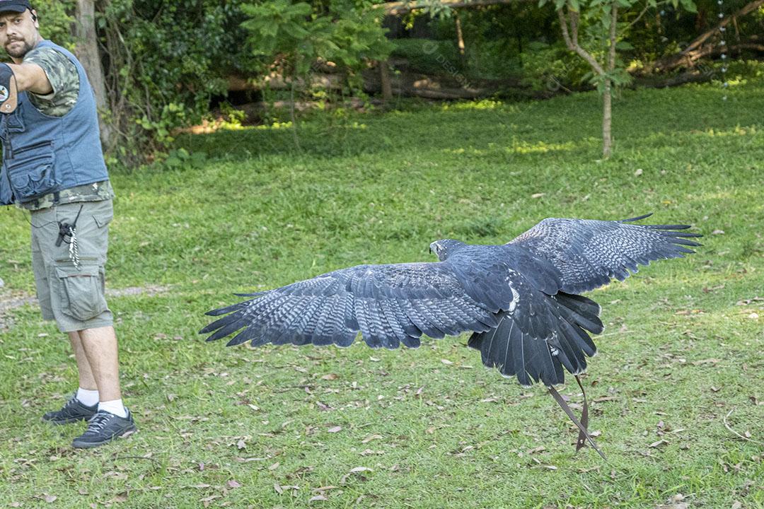 Aguia sobre voando pelo campo passaro aves