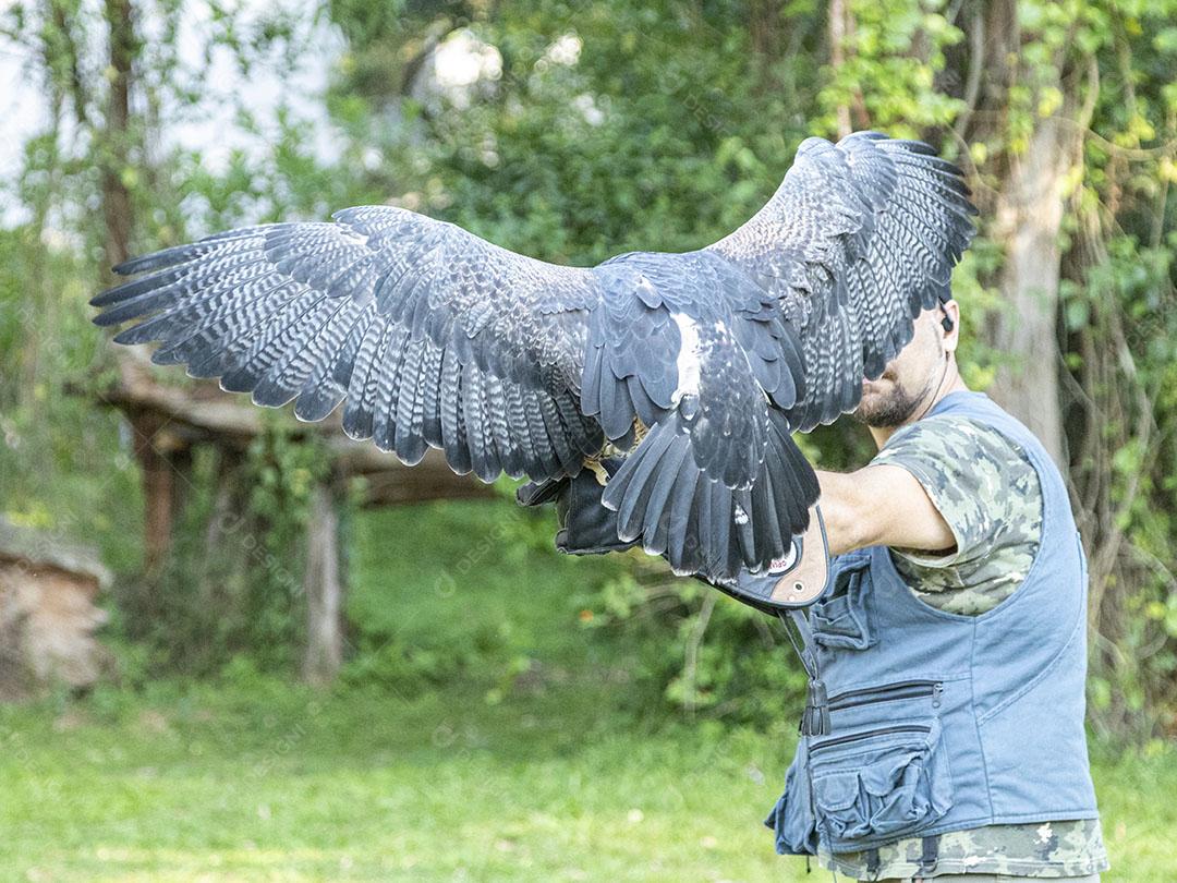 aguia passaros voando fotos imagem