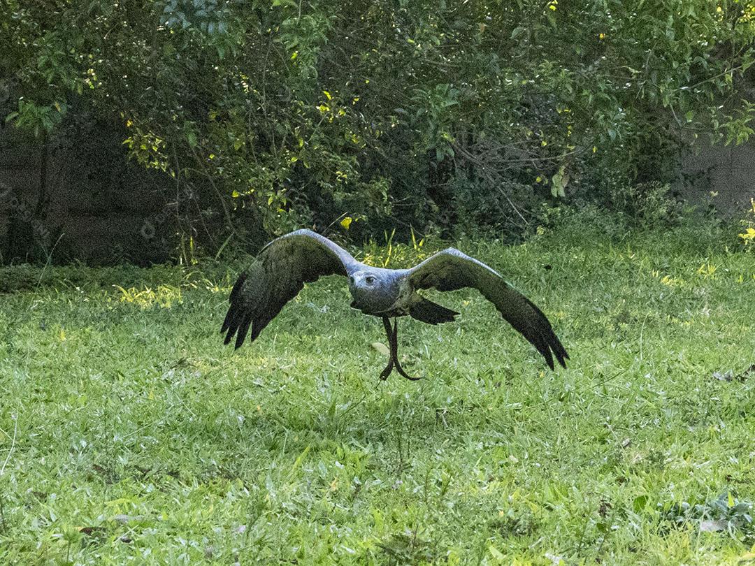 Homem segurando uma aguia passaro aves