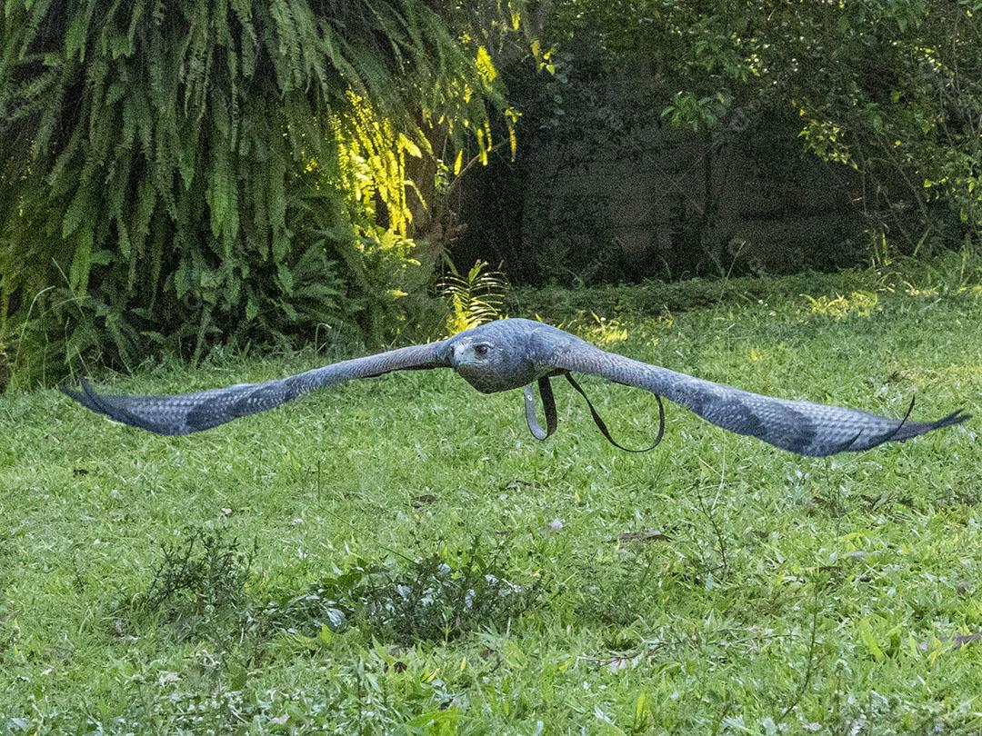 Homem segurando uma aguia passaro aves