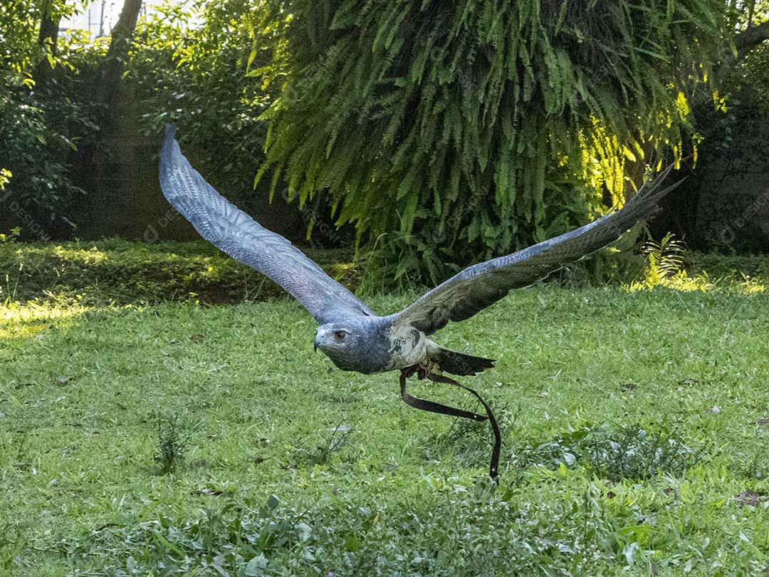 Homem segurando uma aguia passaro aves