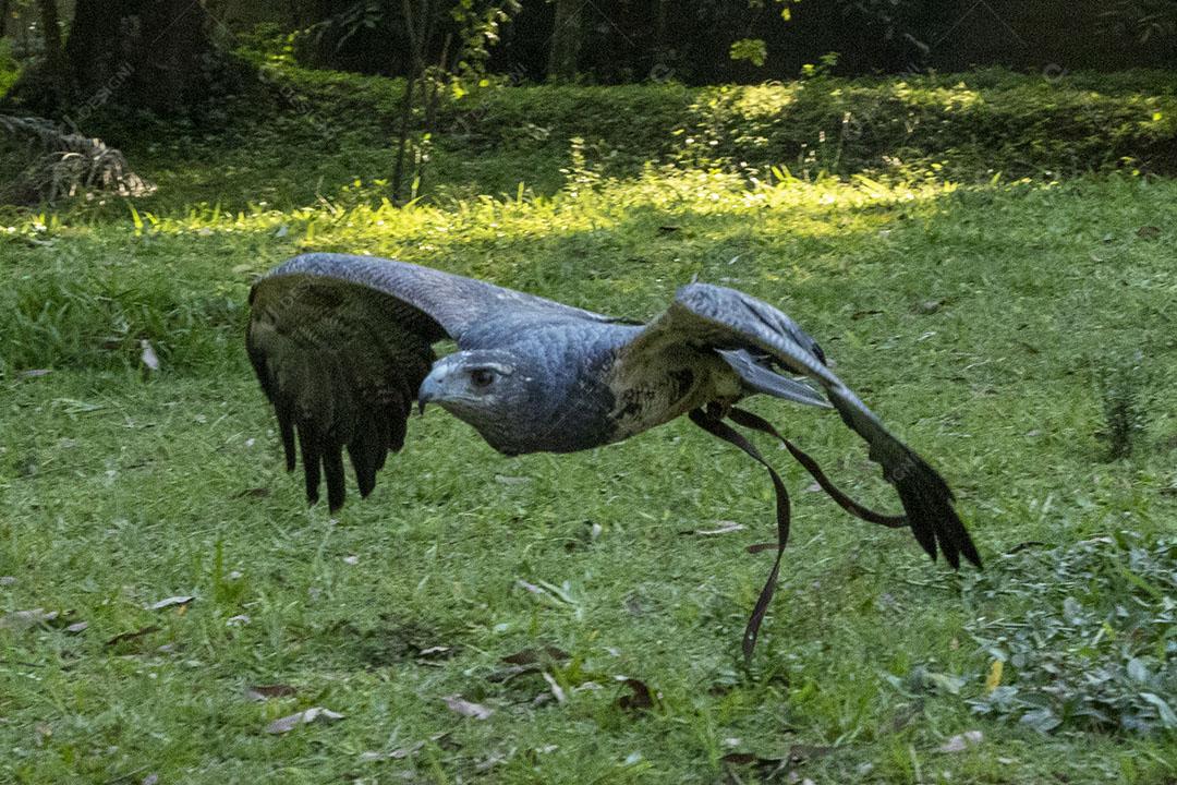 Homem segurando uma aguia passaro aves