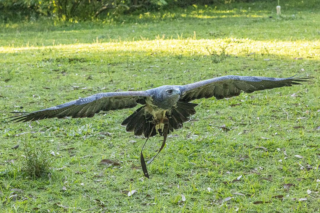 Homem segurando uma aguia passaro aves
