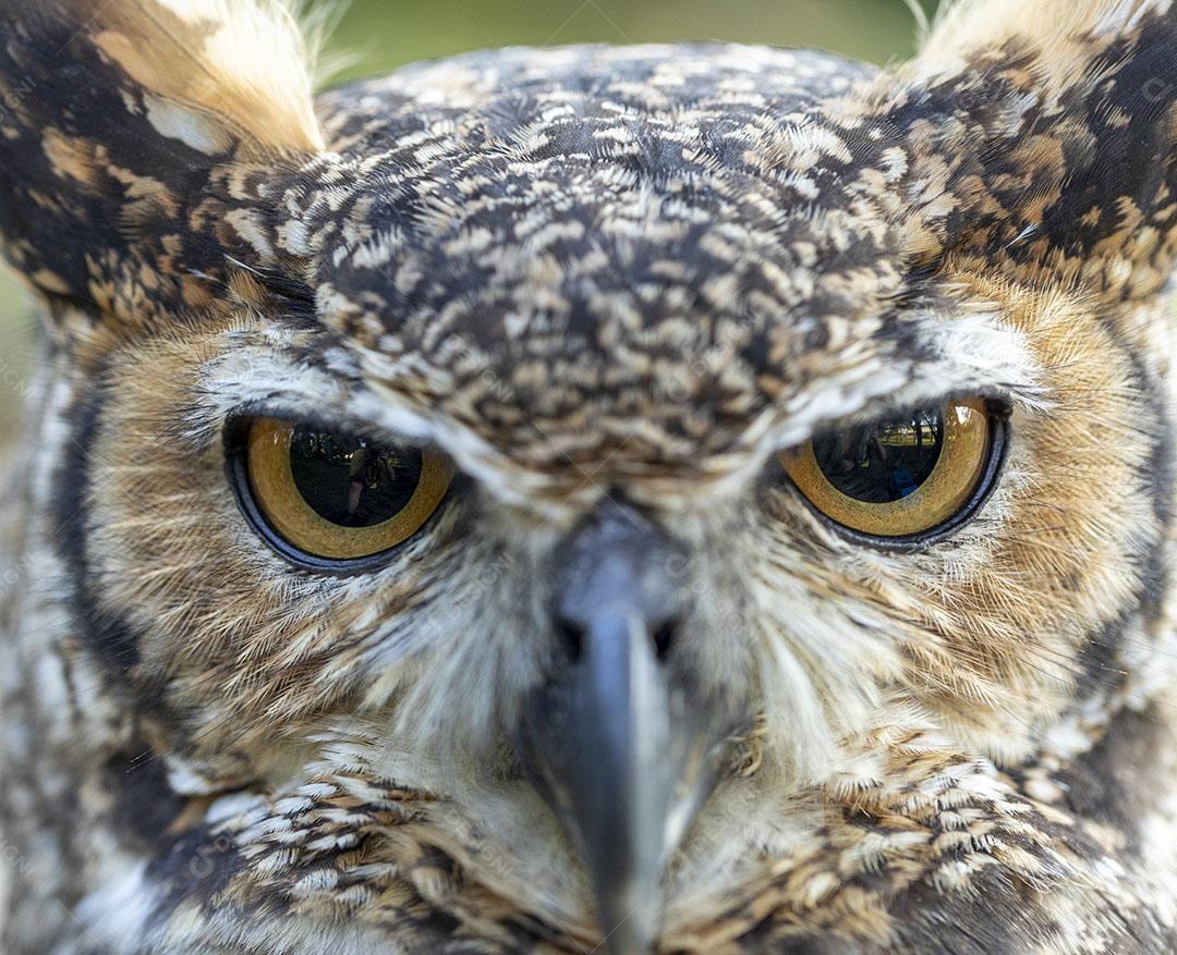 Passaros coruja Bubo virginianus nacurutu