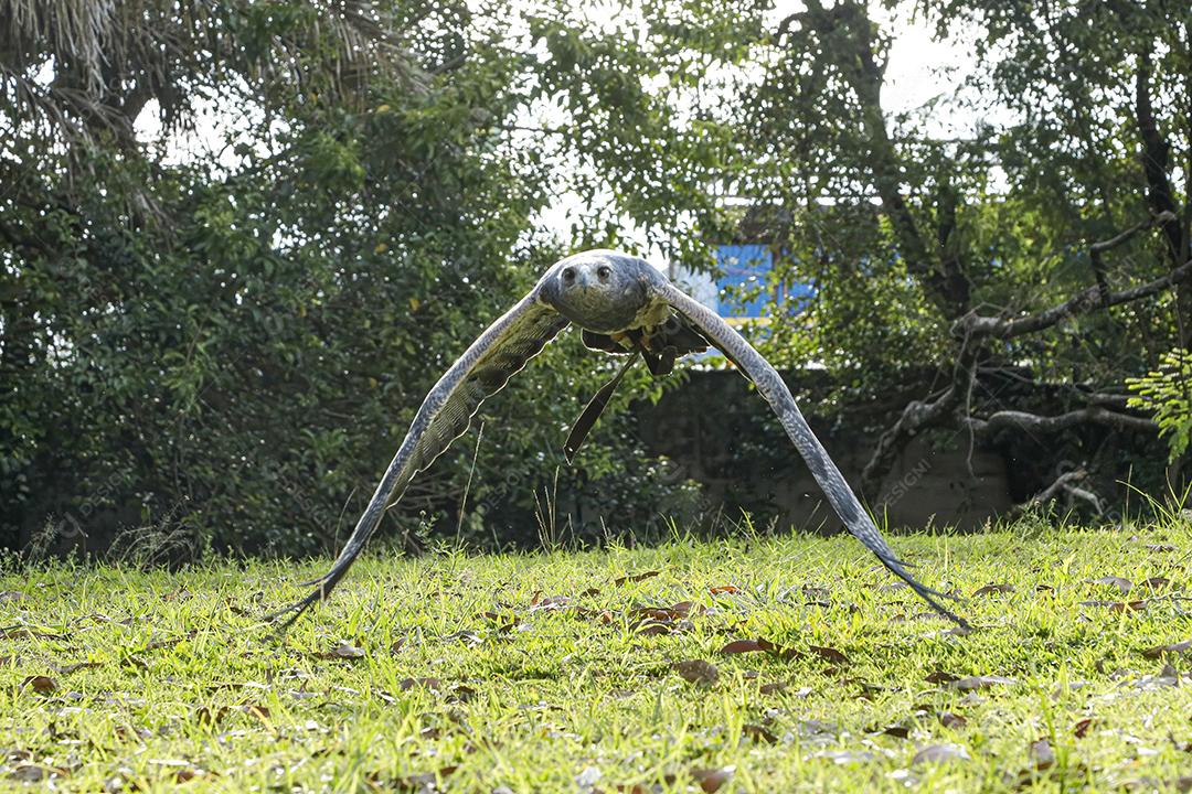 Aguia sobre voando pelo campo passaro aves