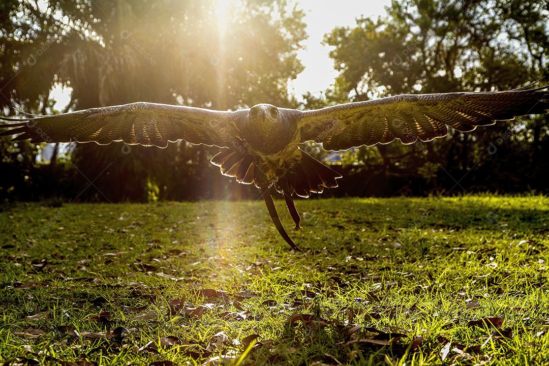 Aguia sobre voando pelo campo passaro aves