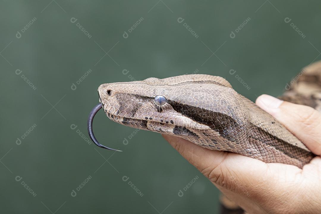 Cobra serpente venenosa Jibóia cinzenta