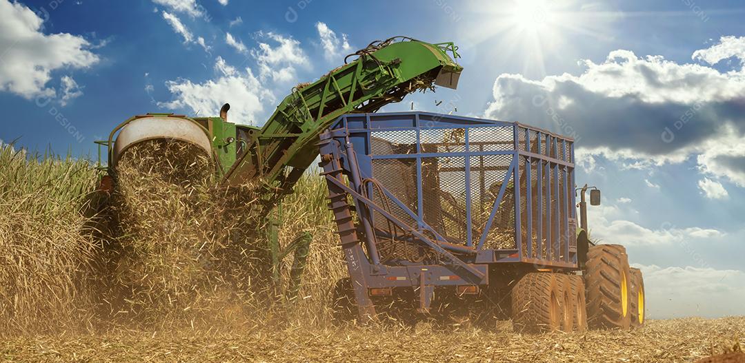 Colheita plantaçao agropecuaria Miscanthus sinensis