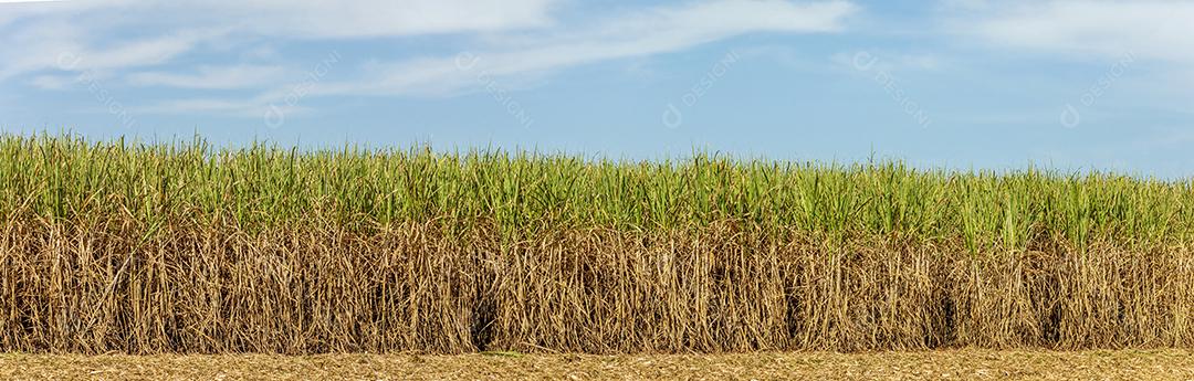 Plantaçao de cana de açucar ceu nublado no meio do campo