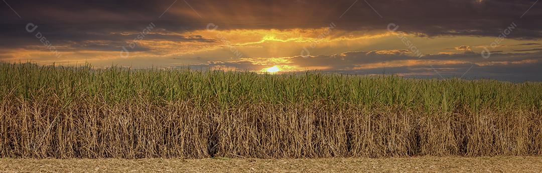 Plantaçao de cana de açucar ceu nublado no meio do campo