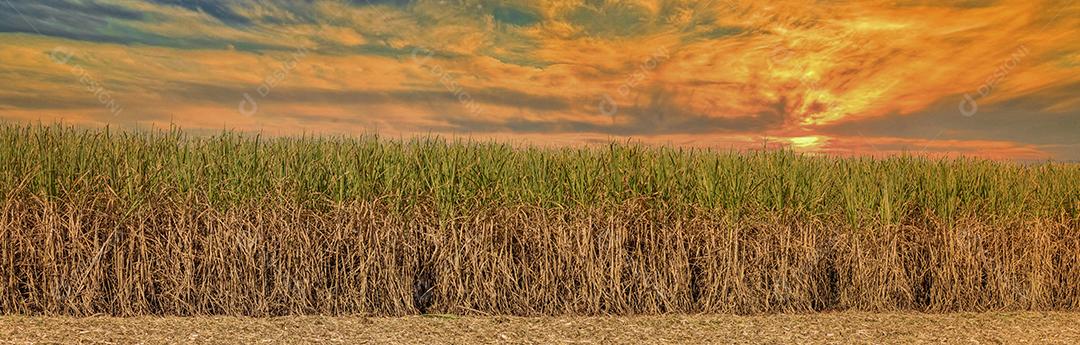 Plantaçao de cana de açucar ceu nublado no meio do campo