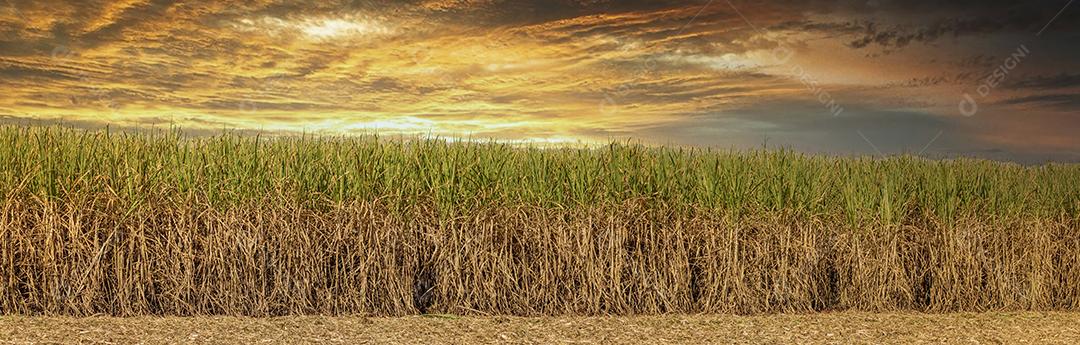 Plantaçao de cana de açucar ceu nublado no meio do campo