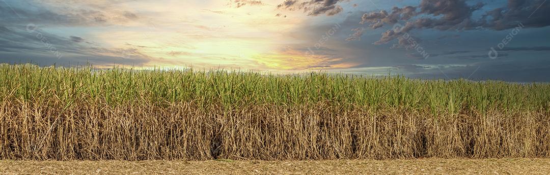 Trator agrícola colhendo soja no campo Imagem JPG