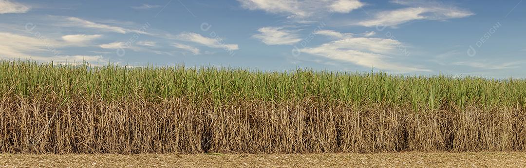 Trator agrícola colhendo soja no campo Imagem JPG